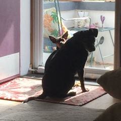 Pets of Lusso Lucy & Money