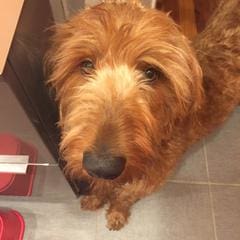 Pets of lusso - rufus