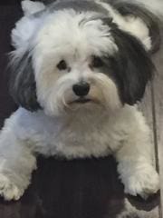 Pets of lusso - manny