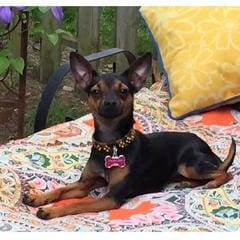 Pets of Lusso - Moneypenny