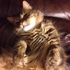 Pets of Lusso - Baby Kitty