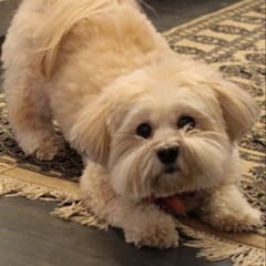 Pets of Lusso - Tilly