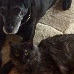 Pets of Lusso - Lucy & Smoke