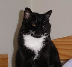 Pets of lusso - louise